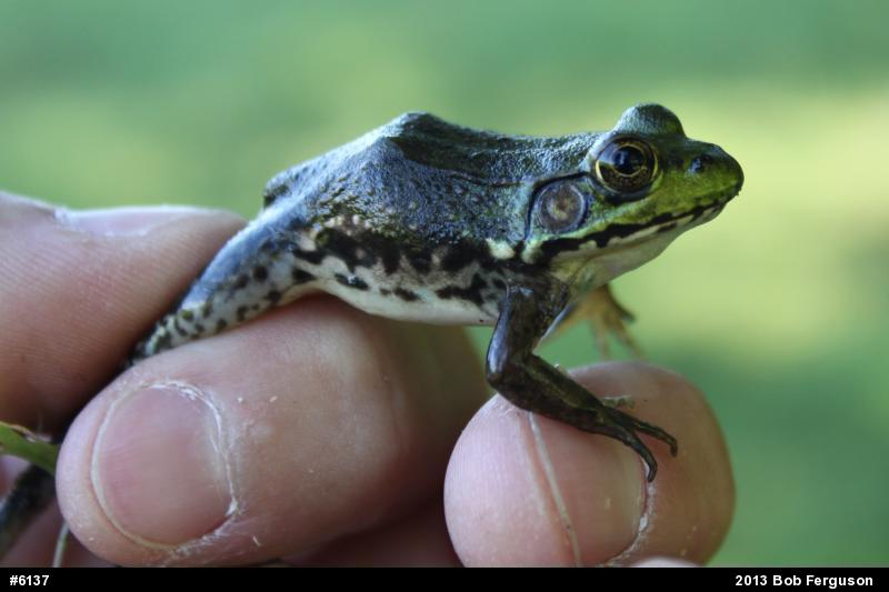 Green Frog