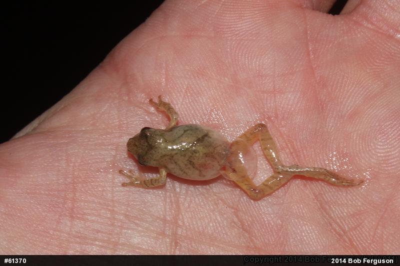 Spring Peeper