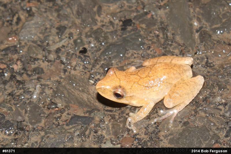 Spring Peeper