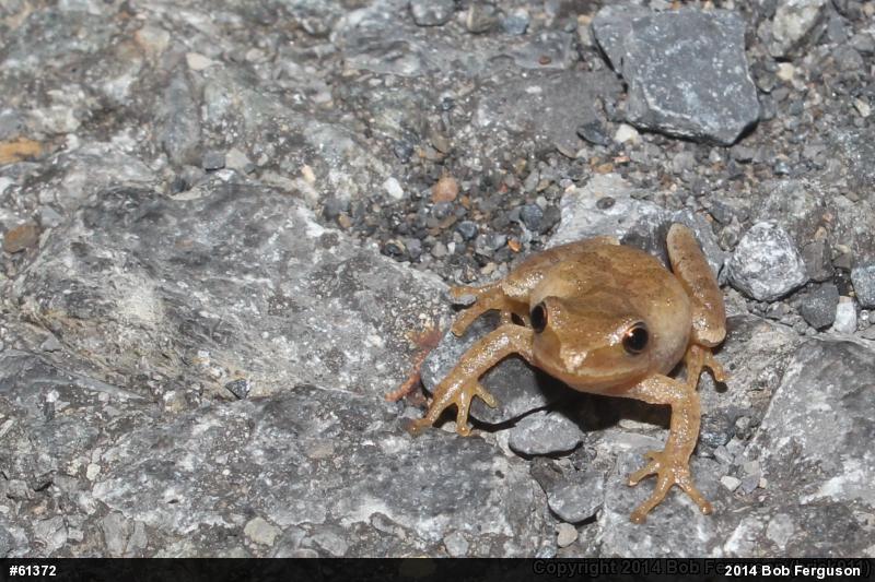 Spring Peeper