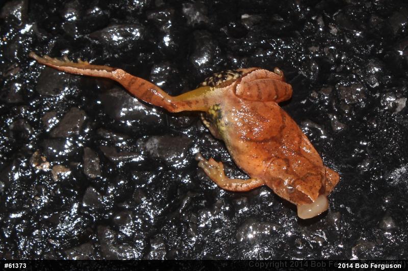 Spring Peeper
