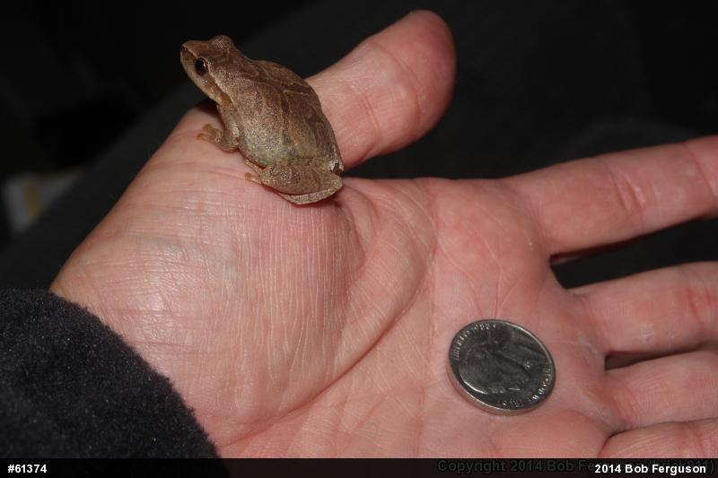 Spring Peeper