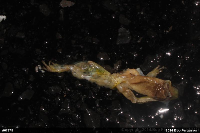 Spring Peeper