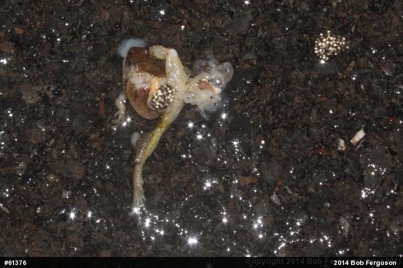 Spring Peeper