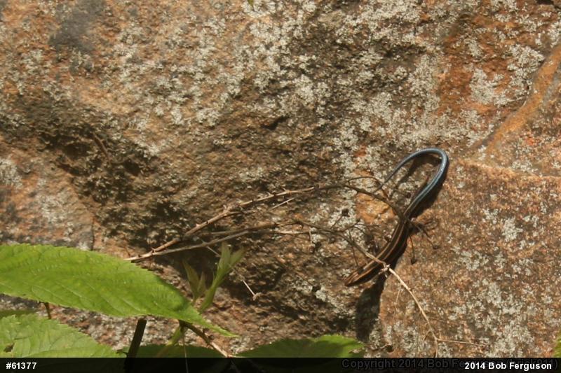 Common Five-lined Skink