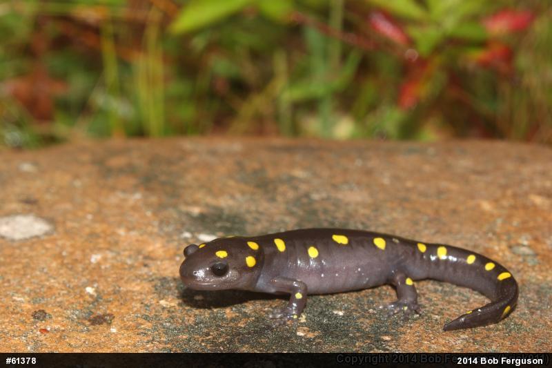 Spotted Salamander