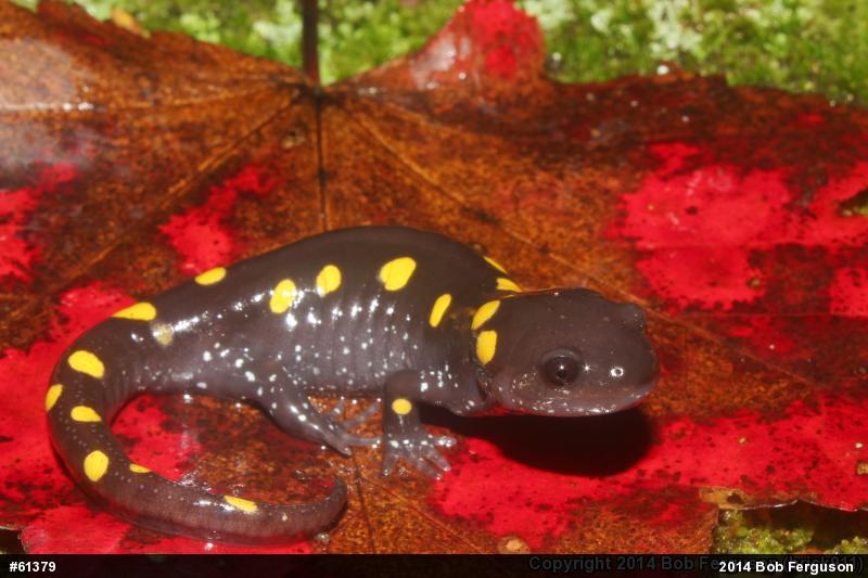 Spotted Salamander