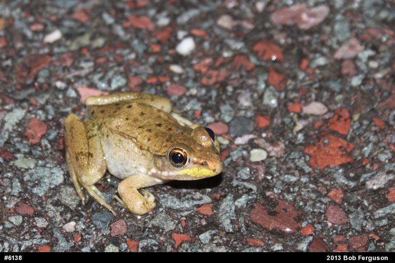 Green Frog