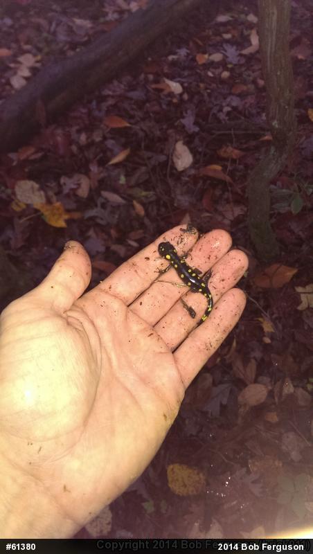 Spotted Salamander