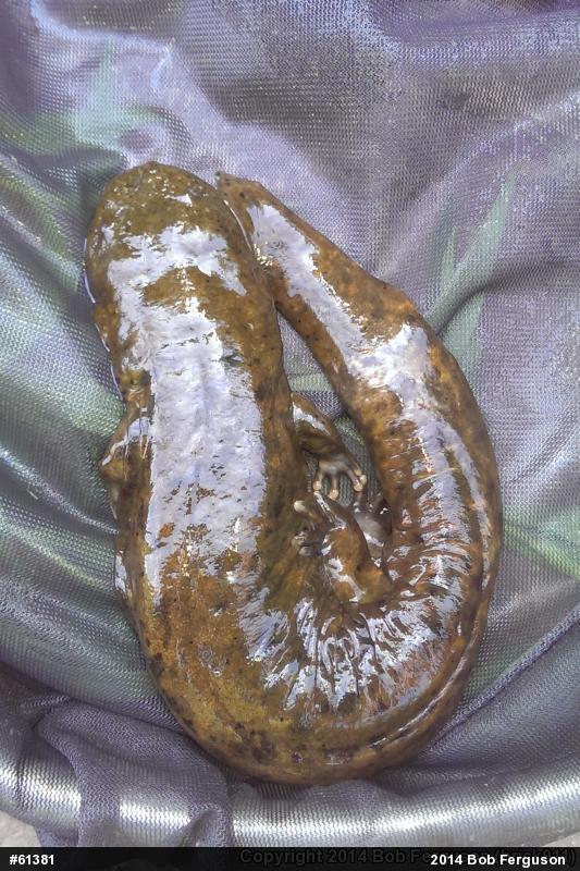 Eastern Hellbender