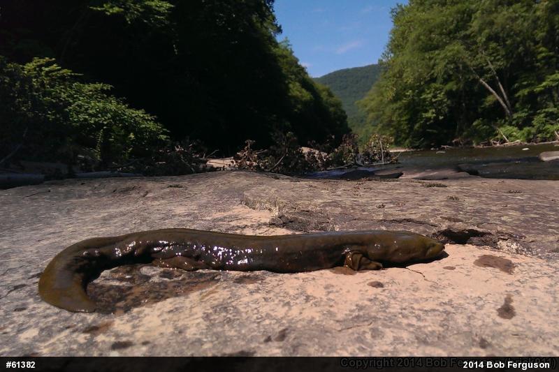 Eastern Hellbender