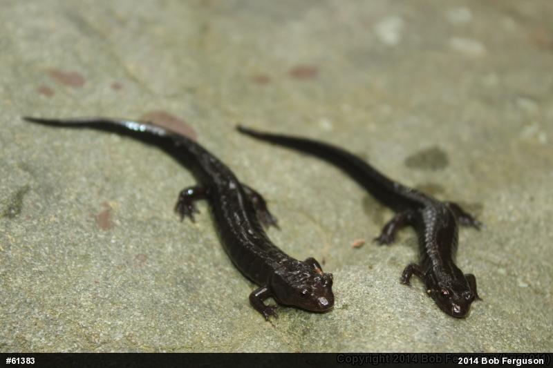Allegheny Mountain Dusky Salamander