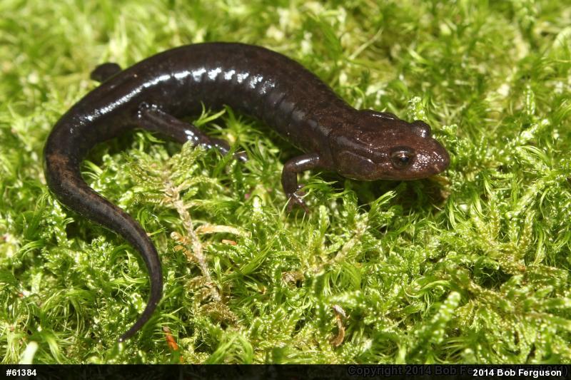 Allegheny Mountain Dusky Salamander