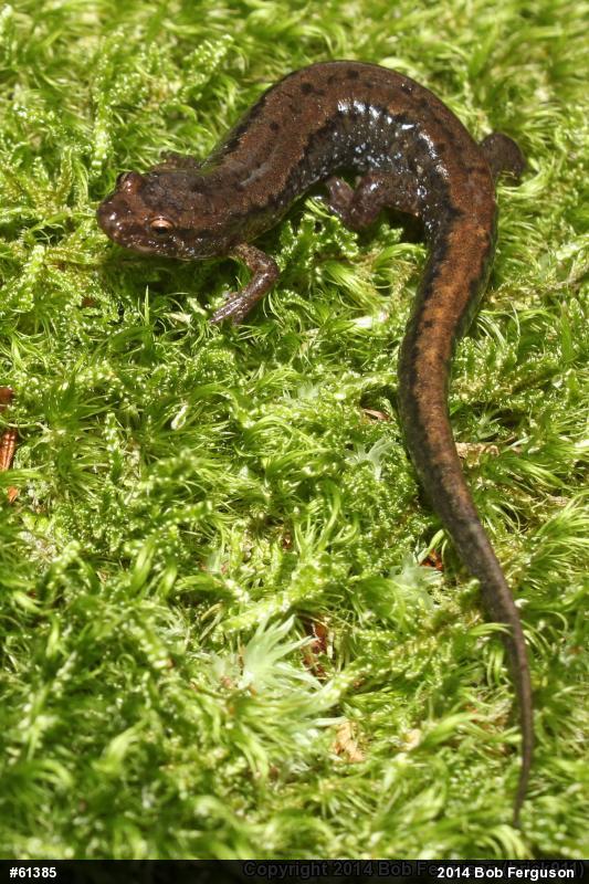 Northern Dusky Salamander