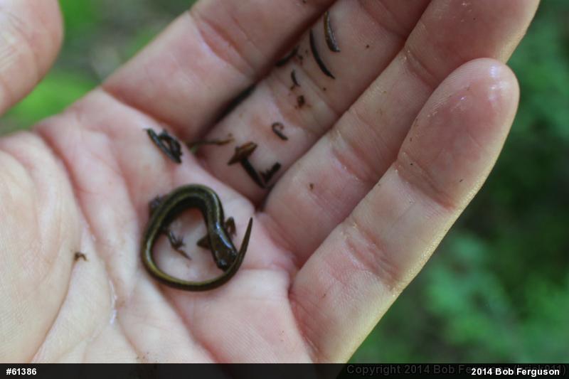 Northern Two-lined Salamander