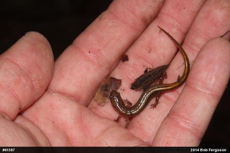 Northern Two-lined Salamander
