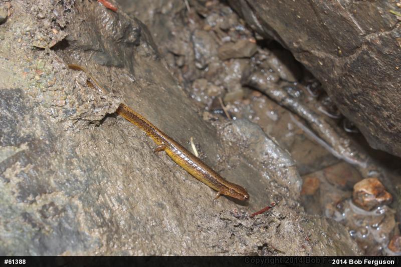 Northern Two-lined Salamander