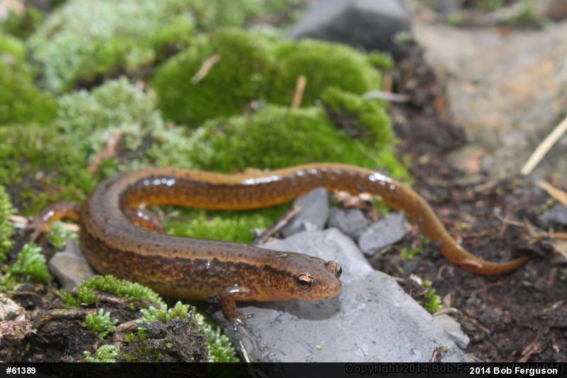 Northern Two-lined Salamander