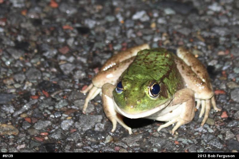 Green Frog