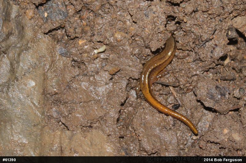 Northern Two-lined Salamander