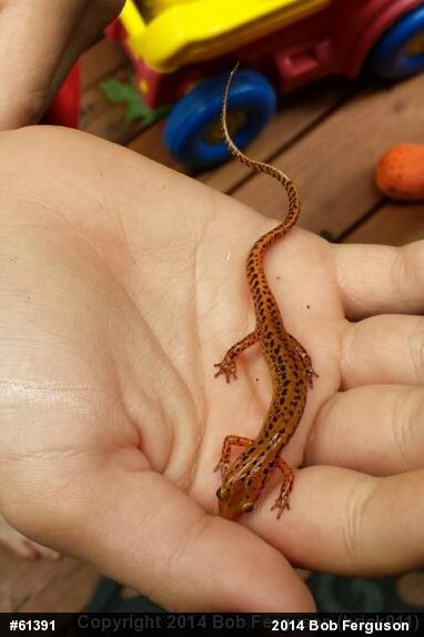 Eastern Long-tailed Salamander
