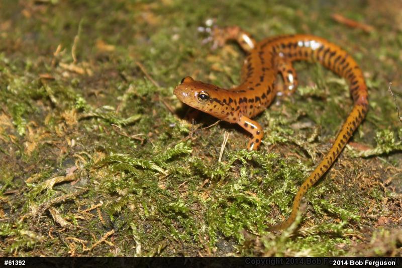 Eastern Long-tailed Salamander
