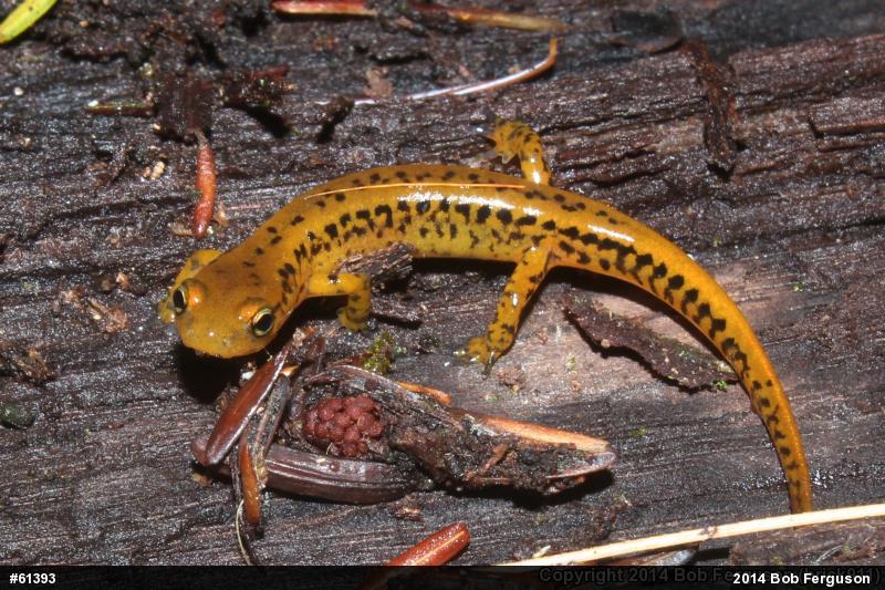 Eastern Long-tailed Salamander