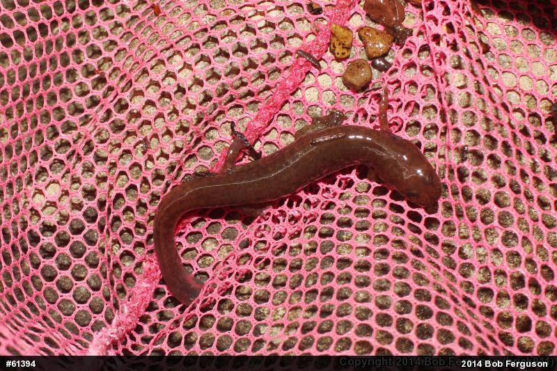 Northern Spring Salamander