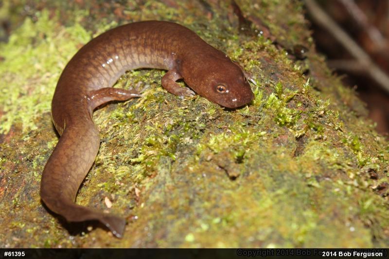 Northern Spring Salamander