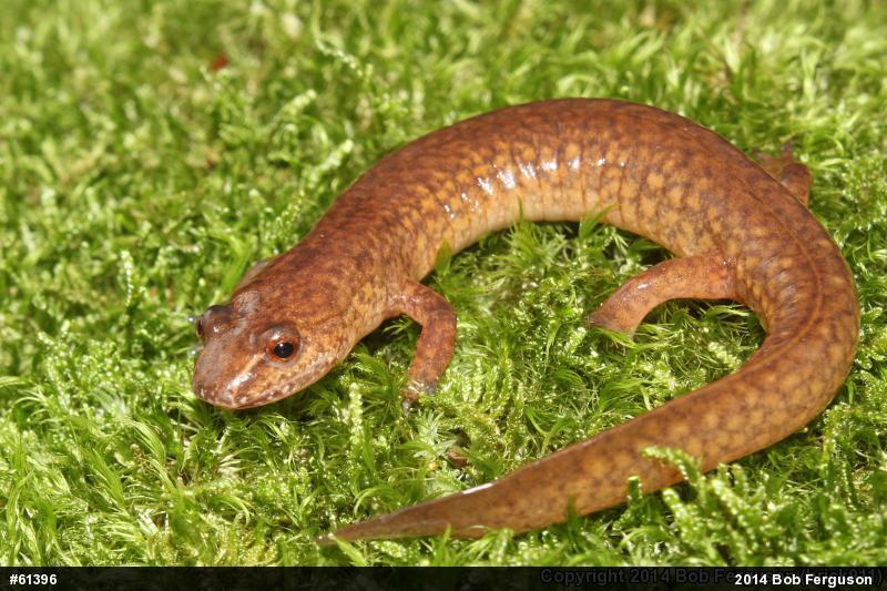 Northern Spring Salamander