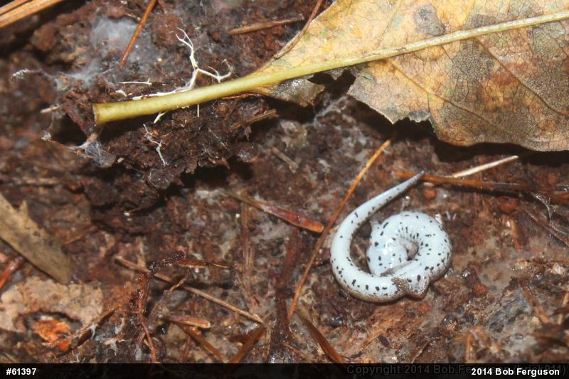 Four-toed Salamander