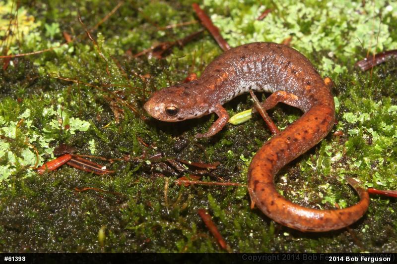 Four-toed Salamander