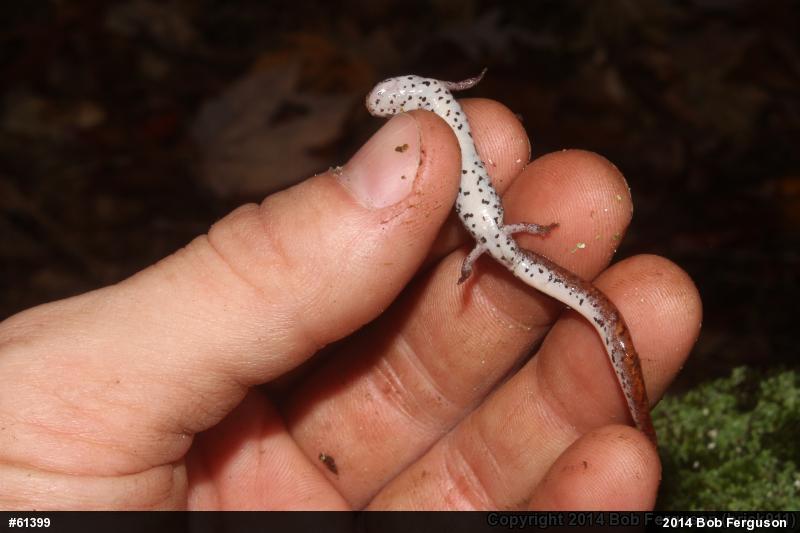 Four-toed Salamander