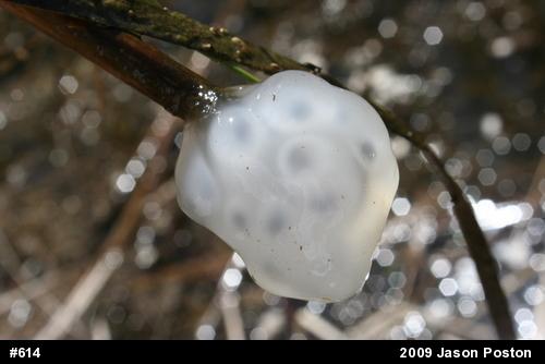 Spotted Salamander