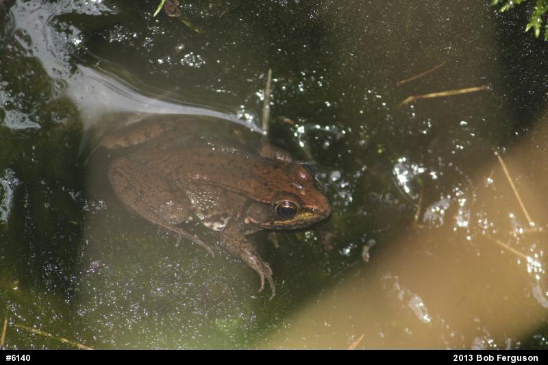Green Frog