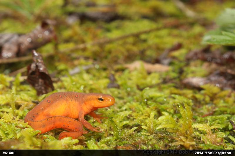 Red-spotted Newt