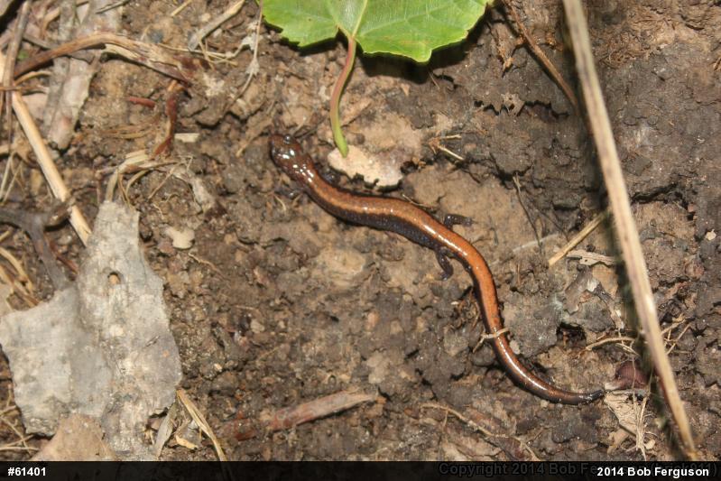 Eastern Red-backed  Salamander