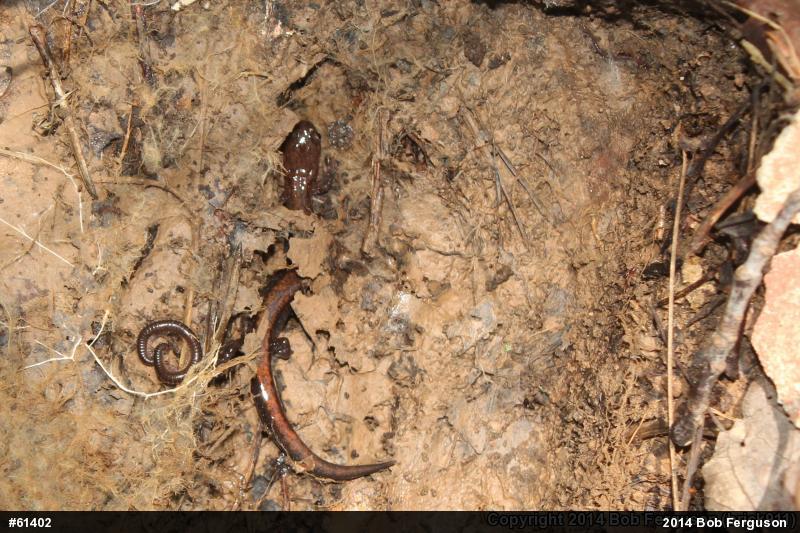 Eastern Red-backed  Salamander