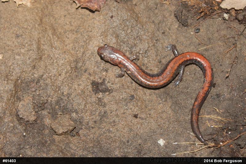 Eastern Red-backed  Salamander