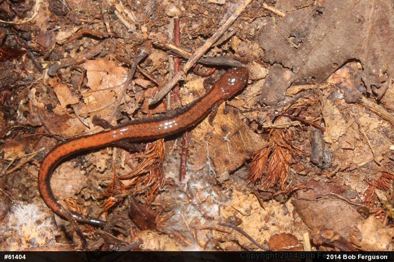 Eastern Red-backed  Salamander