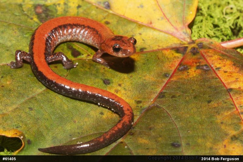Eastern Red-backed  Salamander