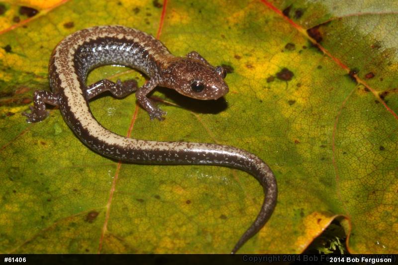Eastern Red-backed  Salamander
