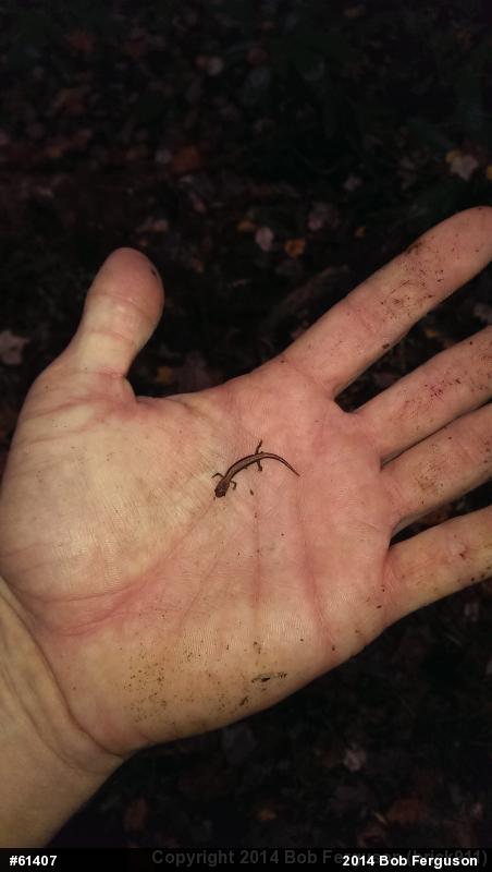 Eastern Red-backed  Salamander