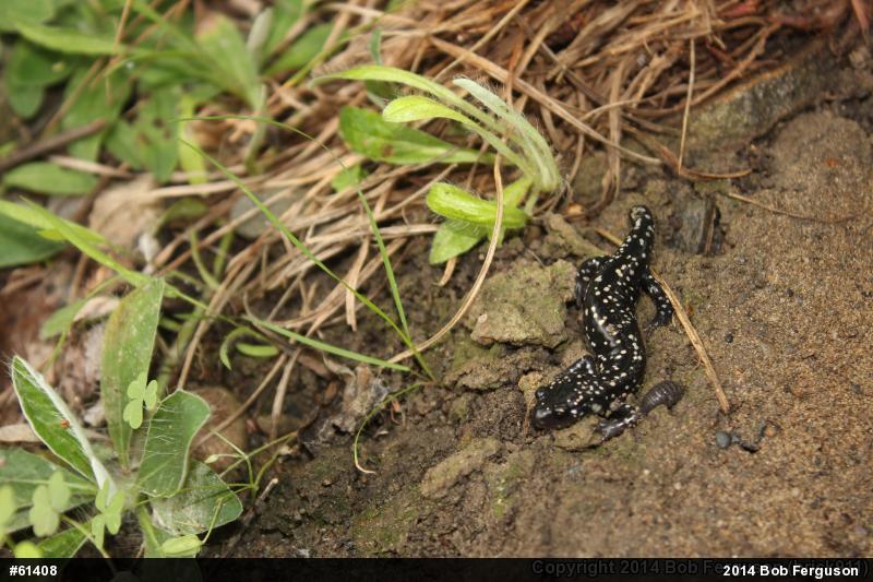 Northern Slimy Salamander