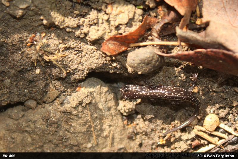 Northern Slimy Salamander