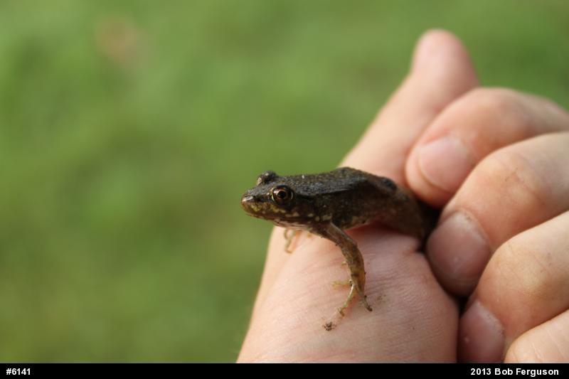 Green Frog