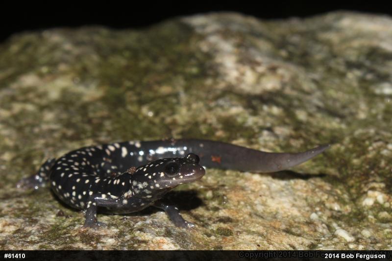 Northern Slimy Salamander