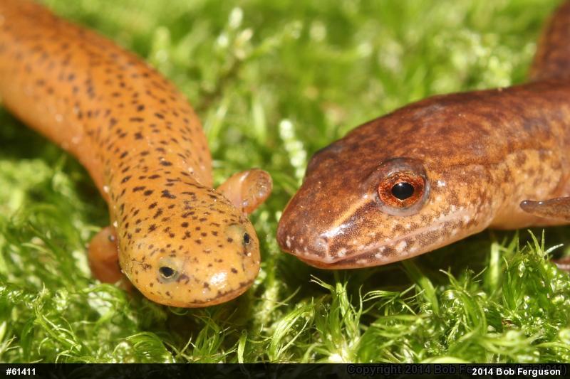 Northern Red Salamander