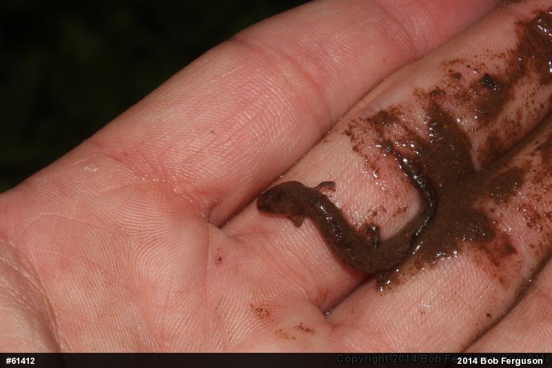 Northern Red Salamander