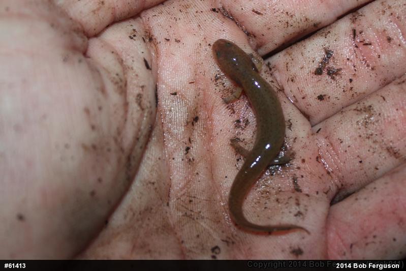 Northern Red Salamander